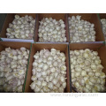 Fresh Normal White Garlic 5.0-5.5cm